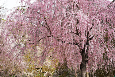 10 WEEPING HIGAN CHERRY Tree Japanese Prunus Subhirtella Pendula Pink Flower Seeds